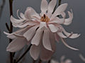Magnolia stellata Rosea IMG_5311 Magnolia gwiaździsta Rosea